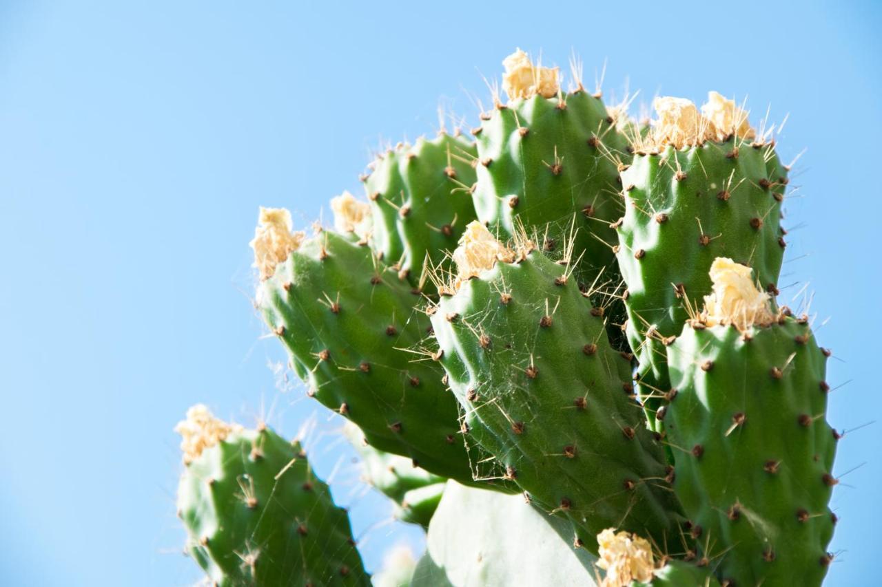 The Prickly Pear Apartment Hanya Dış mekan fotoğraf